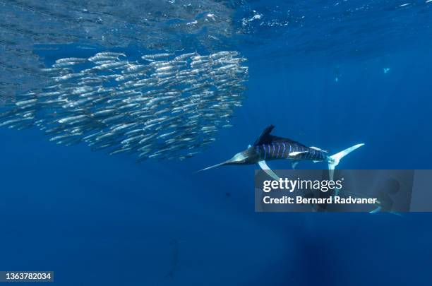 striped marlins hunting school of sardines - swordfish ストックフォトと画像