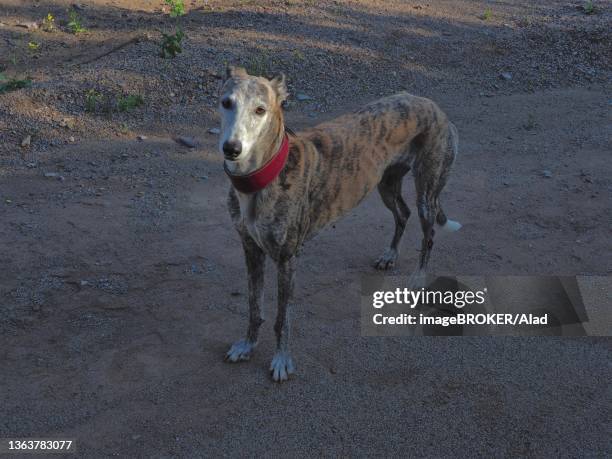 standing greyhound (galgo), spain - galgo stock pictures, royalty-free photos & images