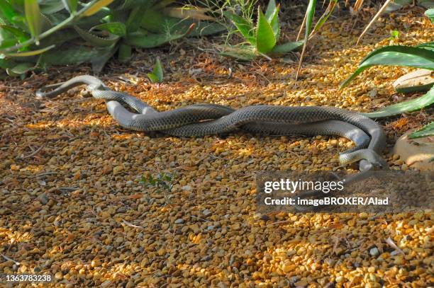 Parascoping Snakes 68 Mating Snakes Stock Photos, High-Res Pictures, and Images - Getty Images