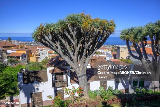 dragon trees (trasero del drago), la orotava, tenerife, spain - dracaena stockfoto's en -beelden