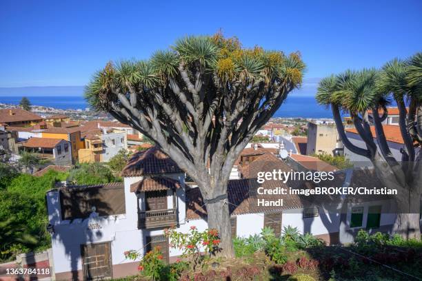 dragon trees (trasero del drago), la orotava, tenerife, spain - dragon tree stock pictures, royalty-free photos & images