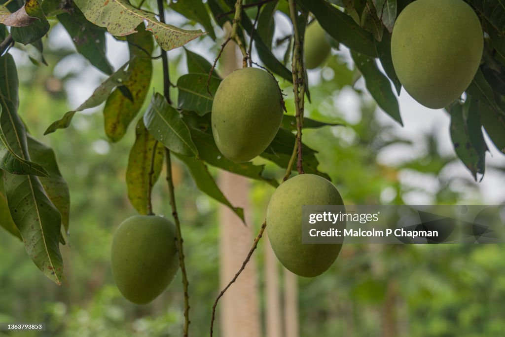 Mangoes growing on tree, Palakkad, Kerala, India