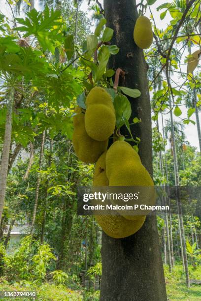 jackfruit on tree, palakkad, india. 'superfood' being rich in potassium, calcium, and iron - jackfruit foto e immagini stock