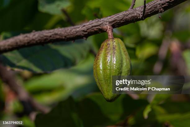 cocoa pod on tree in a plantation, palakkad, kerala, india - kerala food stock-fotos und bilder