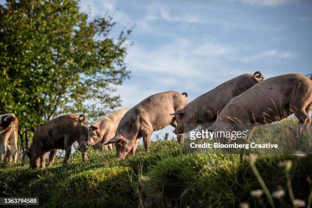 pigs eating grass outdoors - organic farm 個照片及圖片檔