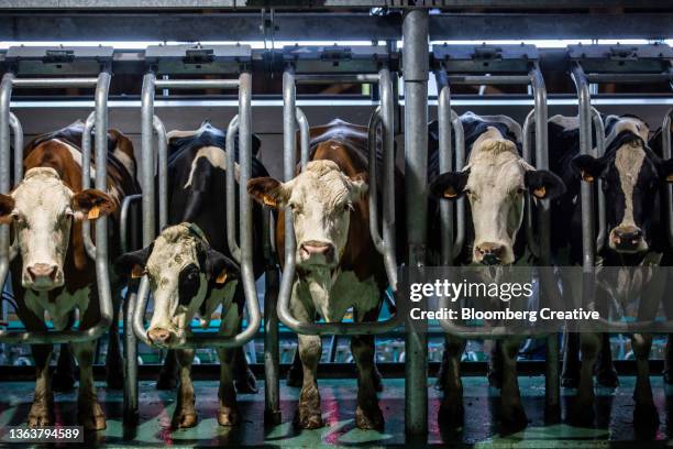 dairy cows in a row in a milking parlour - milking machine stock pictures, royalty-free photos & images