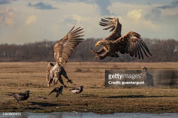 fighting sea eagles (white-tailed eagle) - fight or flight stock pictures, royalty-free photos & images