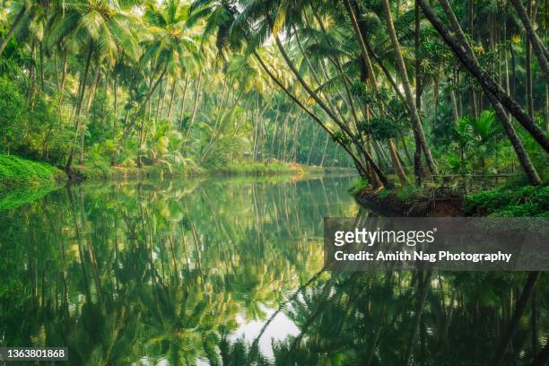 boat-ride through the backwaters of sharavati river - regenwald stock-fotos und bilder