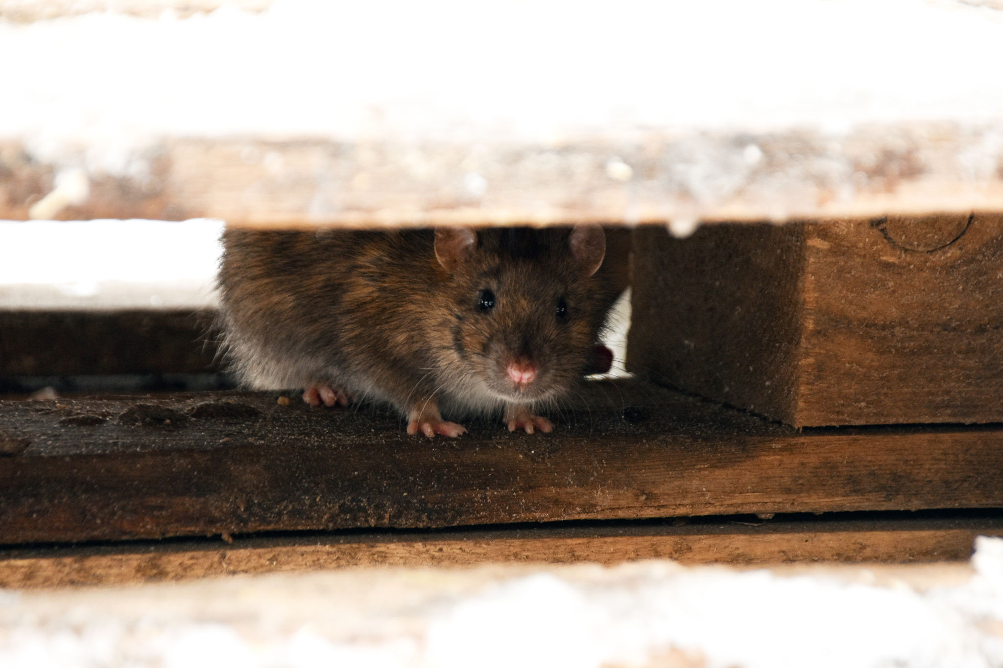 the rat hides under wooden planks and looks out the rat hides under wooden planks and looks out