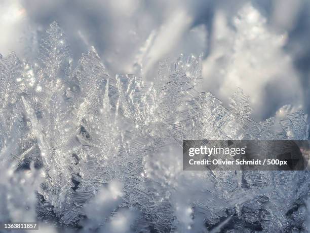 frost,close-up of frozen plants on land,wietze,germany - ice crystal stock pictures, royalty-free photos & images