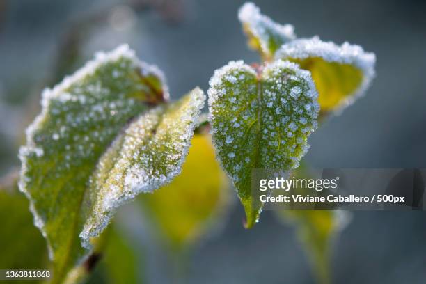 ferie hivernale,close-up of frozen plant,france - viviane caballero foto e immagini stock