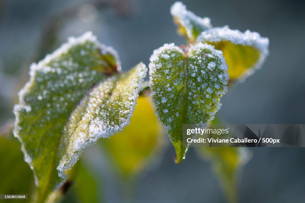 Ferie hivernale,Close-up of frozen plant,France