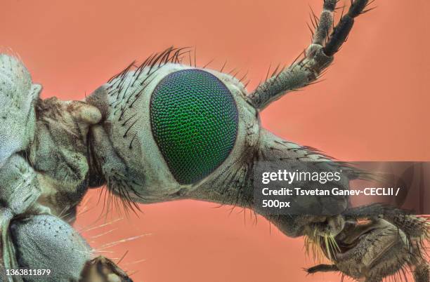 close-up of insect on plant - típula fotografías e imágenes de stock