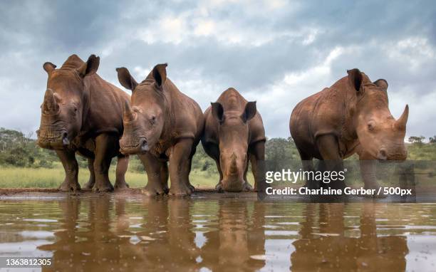 let us keep watch only one drinking,south africa - rhinoceros foto e immagini stock