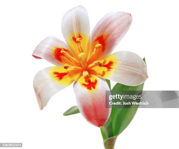 tulipa kaufmanniana-hybrid ‘j. s. bach‘, 1909 - tulipa liliaceae kaufmanniana stock pictures, royalty-free photos & images