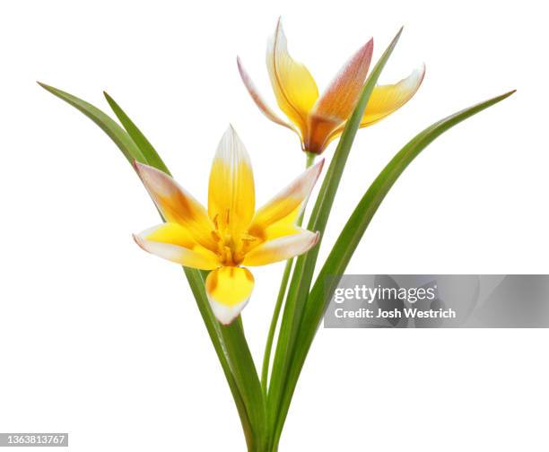 tulipa spec. tarda (dasystemon) - tulipa tarda stock pictures, royalty-free photos & images