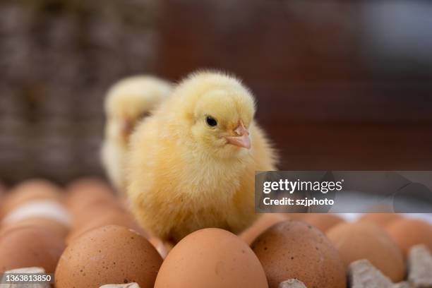 born chicks - hen and chicks stock-fotos und bilder