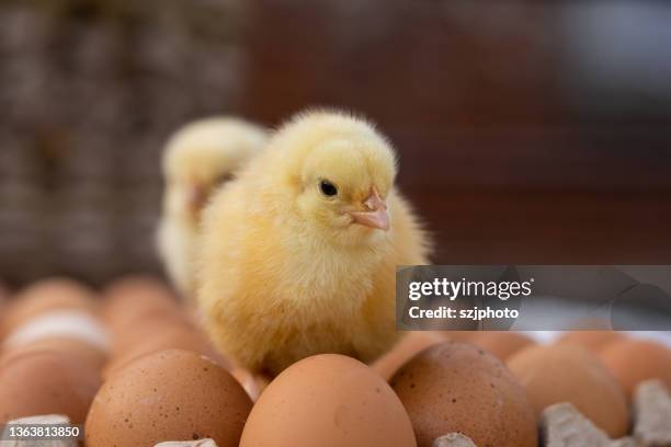 born chicks - hatch stock pictures, royalty-free photos & images