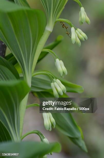 polygonatum multiflorum,close-up of white flowering plant - polygonatum multiflorum stock pictures, royalty-free photos & images