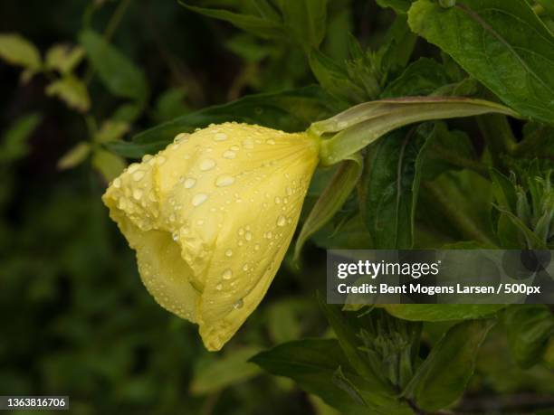 yellow,close-up of wet yellow rose flower,denmark - mandevilla rosa fotografías e imágenes de stock