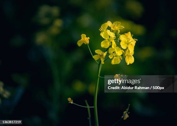 mustard seed flower,close-up of yellow flowering plant on field,munshiganj district,bangladesh - kreuzblütengewächse stock-fotos und bilder