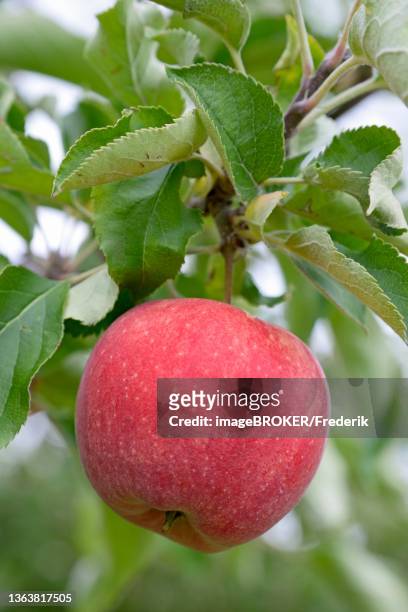 apple tree (malus), branch with a red apple ripe for harvesting, north rhine-westphalia, germany - ripe apple stock pictures, royalty-free photos & images