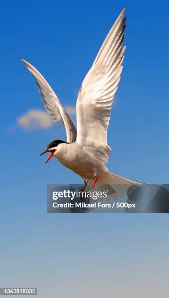 low angle view of tern flying against clear blue sky,satamakatu,lahti,finland - アジサシ ストックフォトと画像