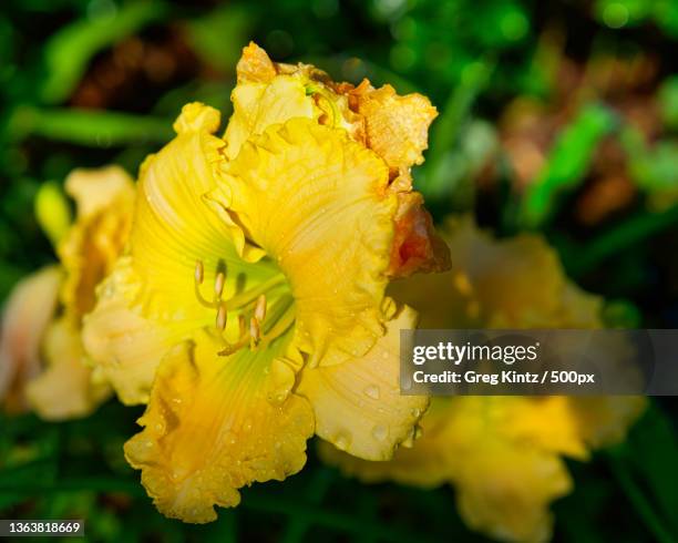 good morning sunshine,close-up of yellow rose flower,conway,south carolina,united states,usa - conway south carolina stock pictures, royalty-free photos & images