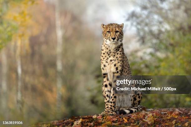 sitting in the leaves,portrait of african cheetah sitting on tree - afrikaans jachtluipaard stockfoto's en -beelden