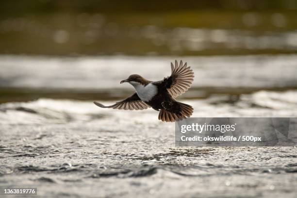white throated dipper,close-up of passerine bird flying over lake,norge,norway - cinclus cinclus stock pictures, royalty-free photos & images
