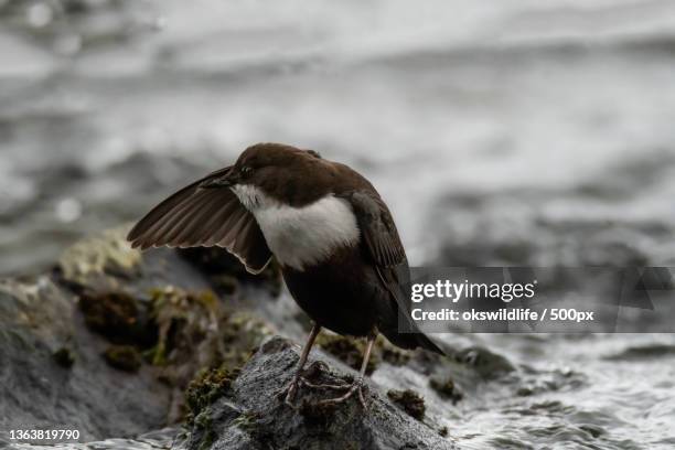 white throated dipper,close-up of bird perching on rock,norge,norway - cinclus cinclus stock pictures, royalty-free photos & images
