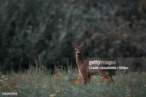 roe deer calf,side view of roe deer standing on field,norge,norway - deer bildbanksfoton och bilder