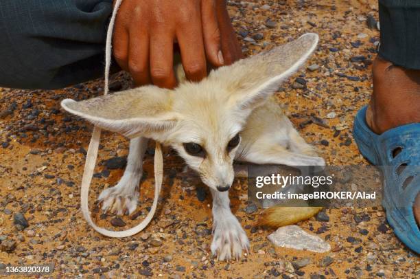 boy with captured desert fox (fennek) on leash, rissani, morocco - fennec fox stock pictures, royalty-free photos & images