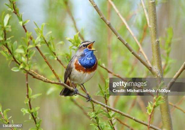 bluethroat,close-up of bluethroat perching on branch,bentwoud,benthuizen,netherlands - bird singing stock pictures, royalty-free photos & images