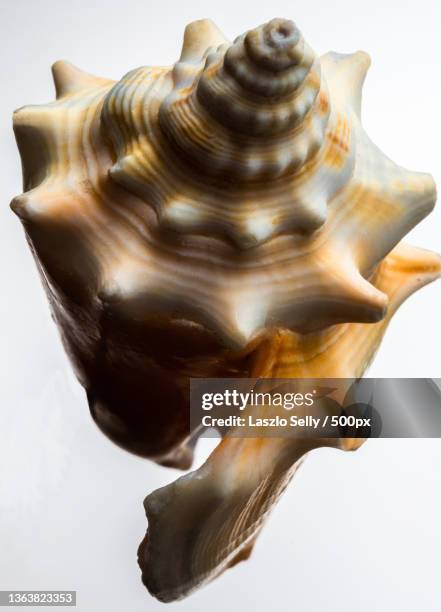 close-up of seashell over white background - muschel close up studioaufnahme stock-fotos und bilder