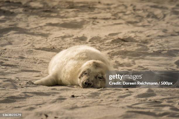 lazy sunday,high angle view of dog lying on sand at beach - kegelrobbe stock pictures, royalty-free photos & images