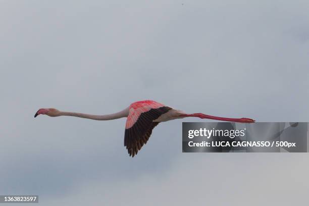 low angle view of flamingo flying against sky - fenicottero photos et images de collection