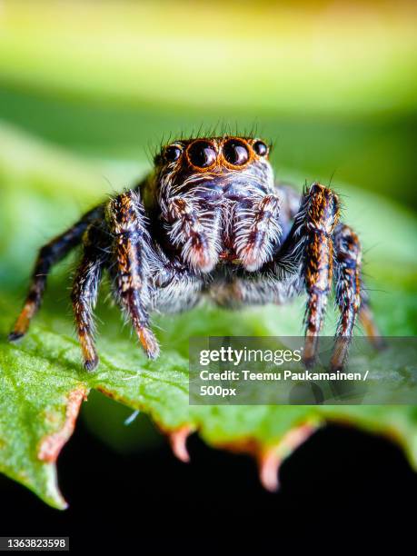 close-up of spider on leaf - jumping spider stock pictures, royalty-free photos & images