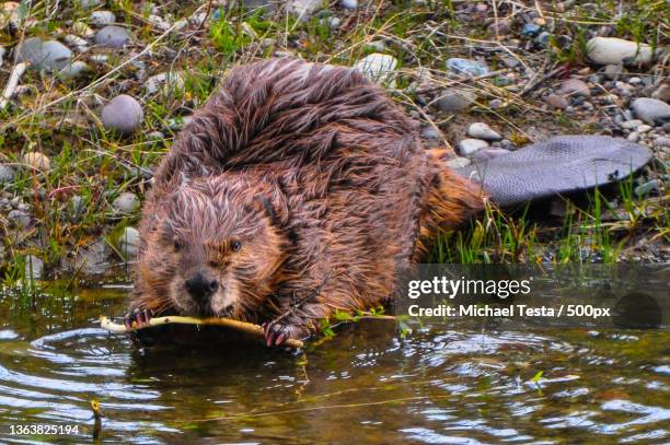 beaver chewing on sapling,close-up of bear swimming in lake - beaver chew stock pictures, royalty-free photos & images
