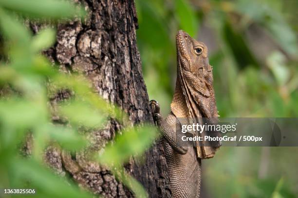 watching me watching you,close-up of frilled lizard on tree trunk - frilled lizard stock-fotos und bilder