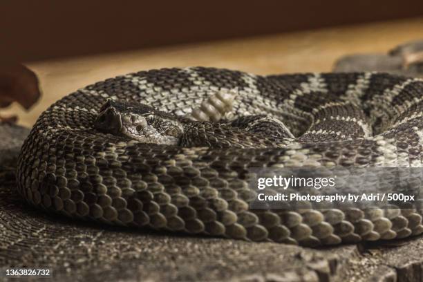 Northern Rattleback 36 Northern Pacific Rattlesnake Stock Photos, High-Res Pictures, and ...
