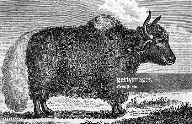 tibetischer büffel mit einem pferdeschwanz - wasserbüffel stock-grafiken, -clipart, -cartoons und -symbole