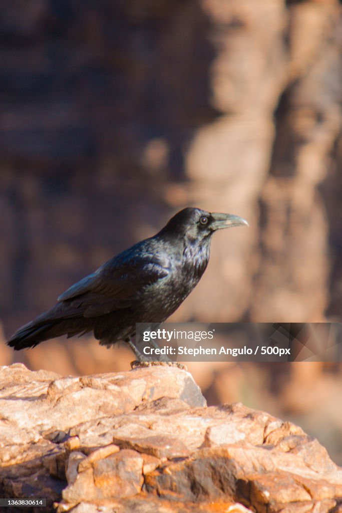 Quoth the Raven,Close-up of raven perching on rock