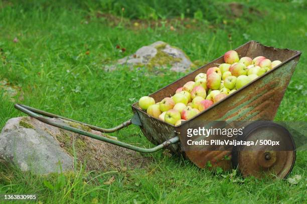 close-up of apples in basket on field,leigri,hiiu county,estonia - hiiumaa photos et images de collection