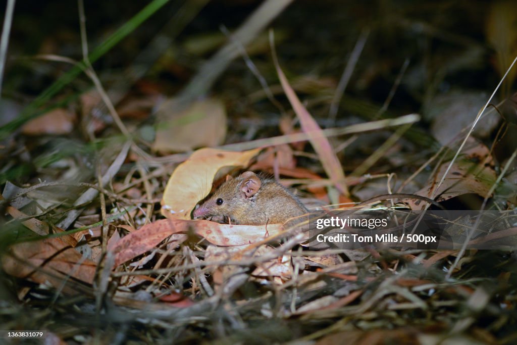 Honey Possum - endemic to south-west WA,Close-up of frog on field