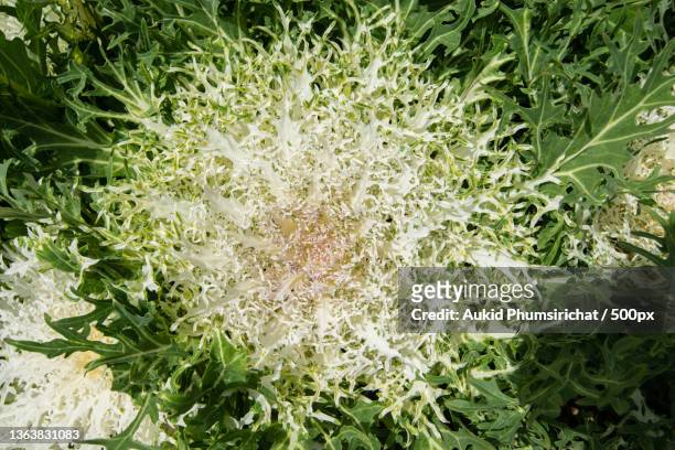longlived cabbage vegetable background macro,full frame shot of plants - aukid stock-fotos und bilder