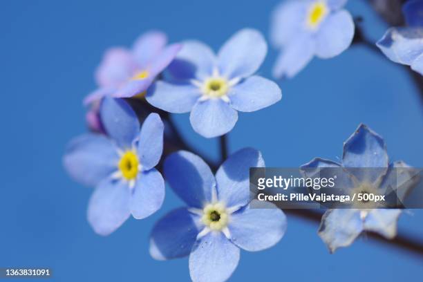 close-up of purple flowering plant against blue sky,lilbi,hiiu county,estonia - hiiumaa photos et images de collection