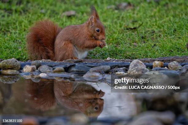 scoiattolo riflesso nella pozza,close-up of squirrel on rock - viaggiare stock pictures, royalty-free photos & images