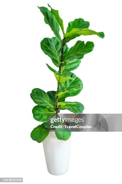 fiddle fig or ficus lyrata in plastic pots n wood table white home. fiddle-leaf fig tree the popular ornamental houseplant air purifying plants for home tropical minimal design. - plant ストックフォトと画像