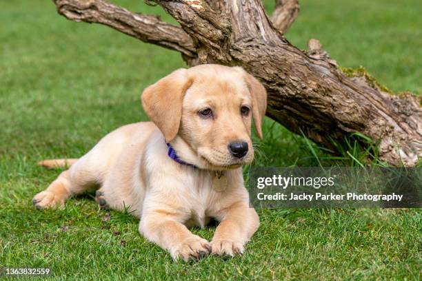 beautiful cheeky golden labrador female puppy laying on the grass under a tree - labrador puppies stock pictures, royalty-free photos & images
